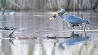 Great Blue Heron Hunting!!!