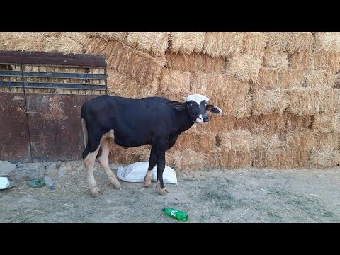 جاموس عراقي شفج ابرش حلوو