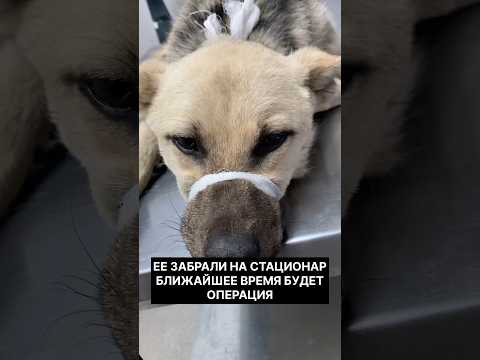 Помощь собаке со сломанной лапой #помощь #животные #собака