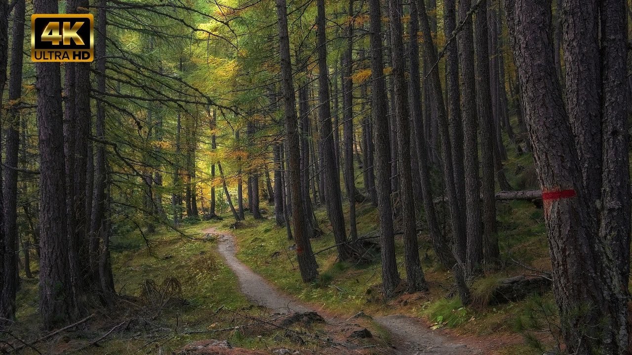 Let's Calm Your Mind 💚 4K || 4 Min Calming Video ||