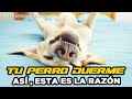 PORQUE LOS PERROS DUERMEN BOCA ARRIBA