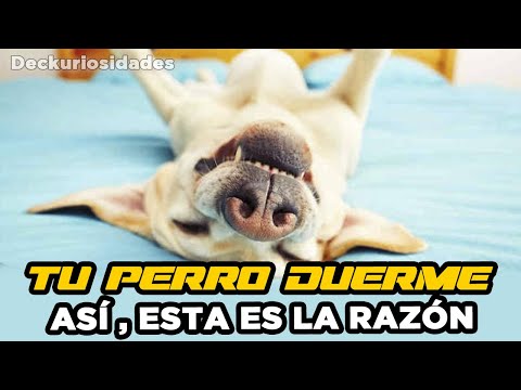 Video: ¿A los perros les gusta acostarse boca arriba?