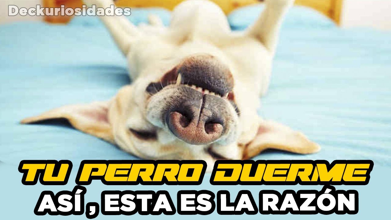 PORQUE LOS PERROS DUERMEN BOCA ARRIBA YouTube PORQUE LOS PERROS DUERMEN BOCA ARRIBA YouTube
