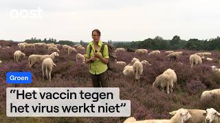 Zo Verzorgt Herder Anita Haar Zieke Schapen Met Blauwtong Oost