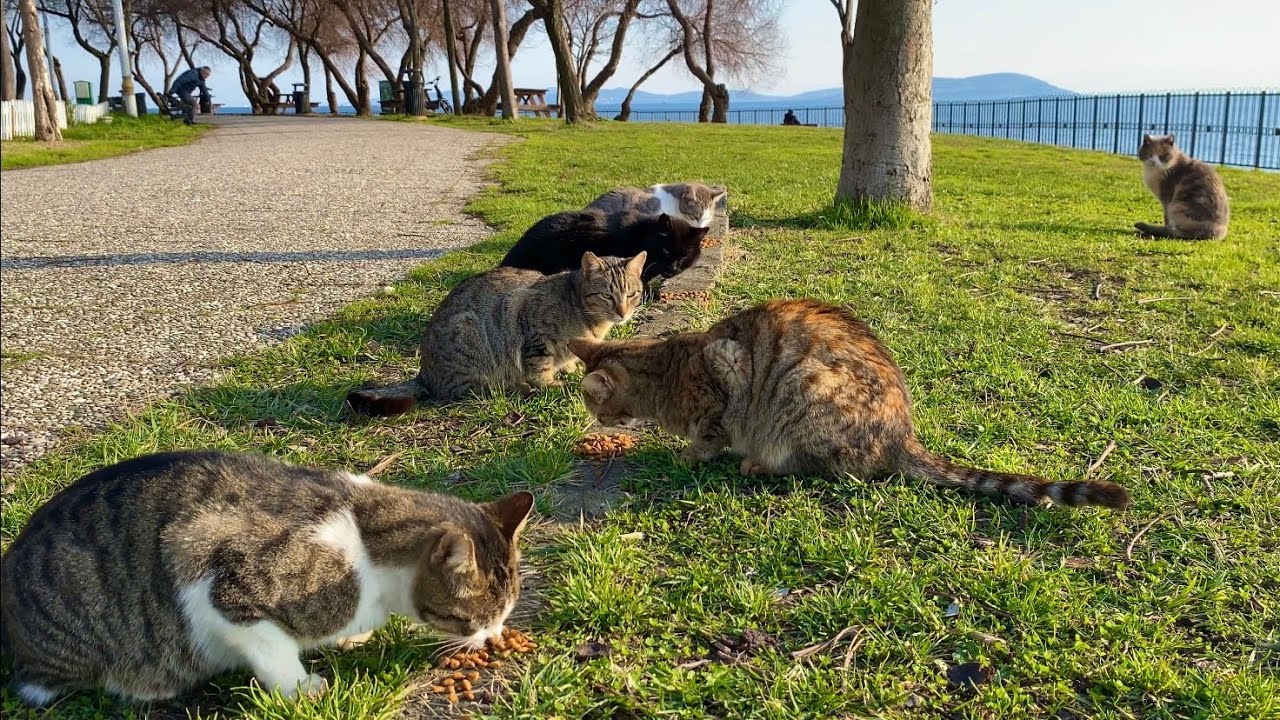 Hundreds of Hungry Stray Cats in the Park – Feeding Time 🐾