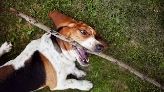 Basset Hound and Therapy Dog Work