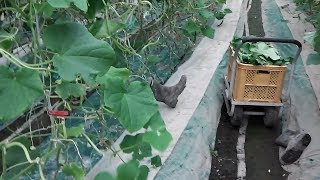 正気に戻りました!!あっちの世界へ行ってました(;'∀')／きゅうり農家／きゅうり栽培／愉快なshata農園