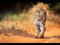 Tigress in search of her brother | Zari Tadoba |
