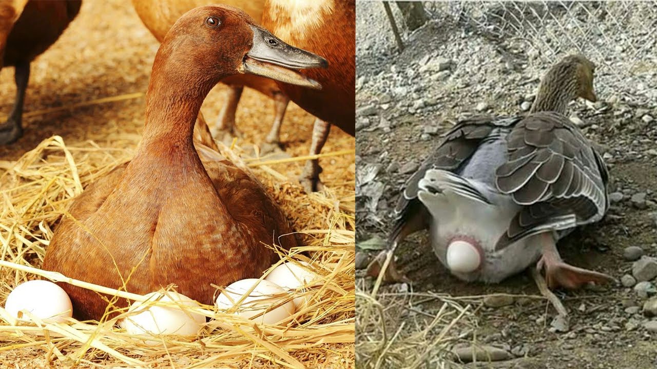 How Duck Laying Eggs YouTube How Duck Laying Eggs YouTube