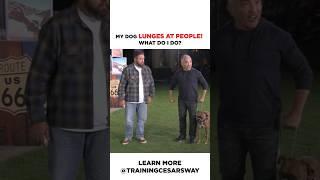 How To Stop A Dog From Lunging At People