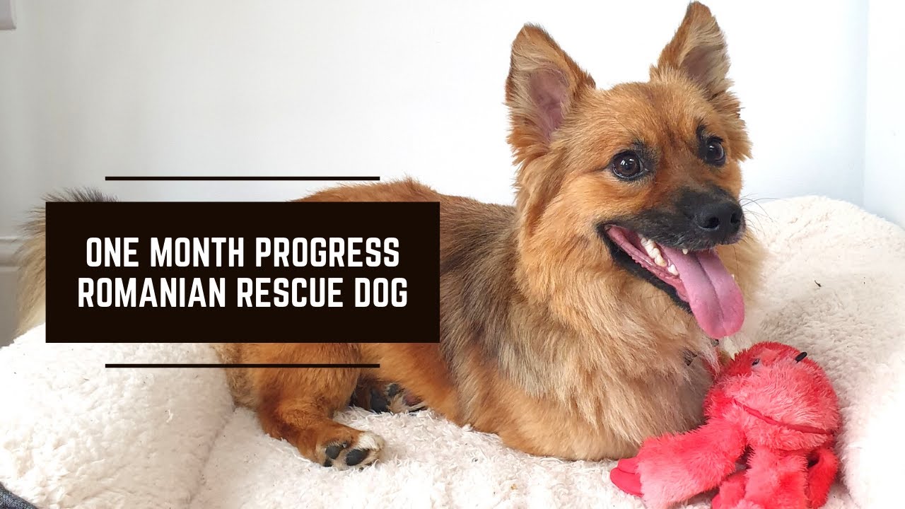 One Month Progress Romanian Rescue Dog Adoption