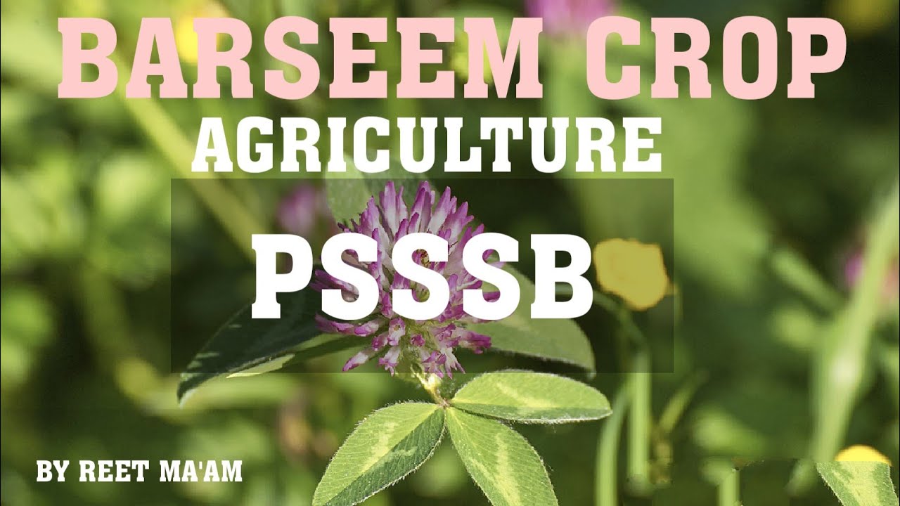 AGRICULTURE FOR PUNJAB PATWAR LIBRARIAN TECHNICAL ASSISTANT PSSSB PUNJAB JOBS