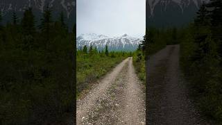 The road to Castner Glacier. #shorts #hike #beautiful #nature #countryroads #alaska