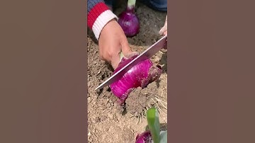 Green onion cutting process #machine #goodtools #shorts