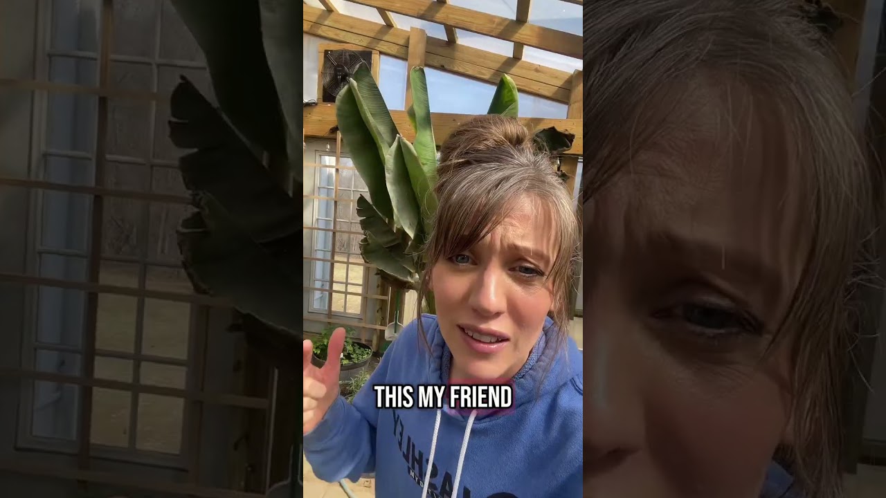 Major benefits of having a greenhouse attached to your house is all the free heat!!! 