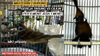 Masteran cililin vs gereja tarung jeda untuk murai cucak ijo kacer anis cendet bahan trotolan muda