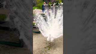 Peacock Dance #viral #nature #birds #talkingfunny #ytshort #shorts #shots