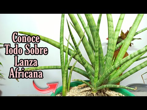 Video: Sansevieria Cylindrica Info – Consejos para cultivar plantas de estrella de mar Sansevieria