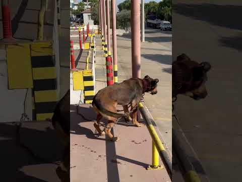 Doberman Kangal kırması Ateş 🔥 dog #doberman #kangal #dog #pitbull #dogs #dogshorts