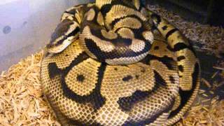 Ball python update 2016 pairings this season and grow ons part 1