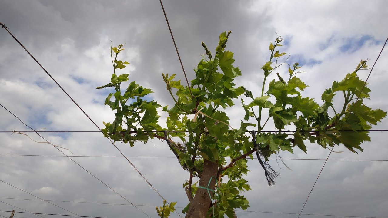 عنب بلاك ماجيك عدد ساعات الري ومواعيد تفتيح العيون