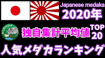 人気メダカランキング Youtube