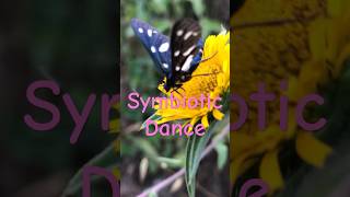 The Incredible Bond Between The Flowers And Butterfliesits Natures Own Masterpiece nature