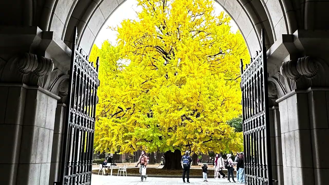 大東京賞銀杏之行/明治神宮外苑/東京車站行幸通大道/日比谷公園/慶應大學/東京大學及植物園/代代木公園/大田黑公園￼