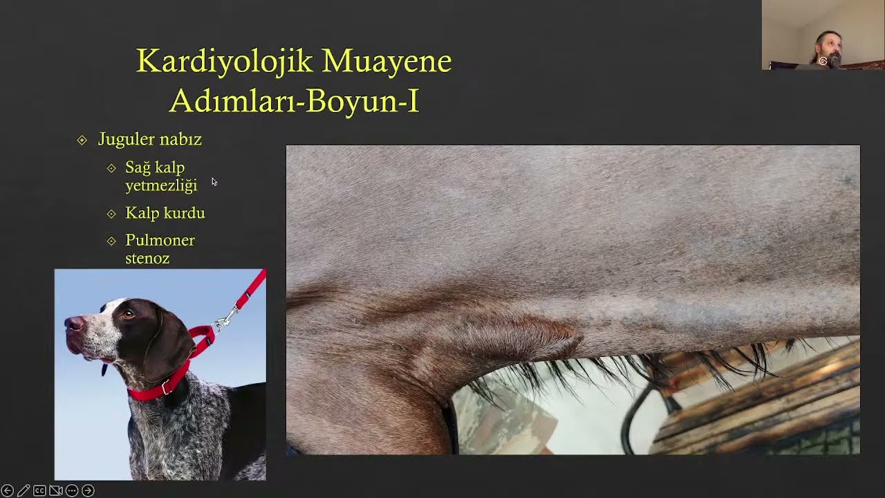 Kedi ve Köpeklerde Dolaşım Sistemi Klinik Muayenesi