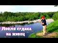 Ловля судака на живца матчевой удочкой!