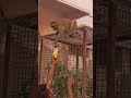Обезьяна вымогает еду!!