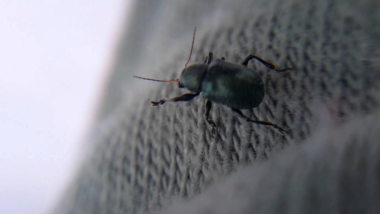 Tiny bugs *Samsung note4 + micro lens