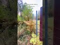 Заброшки Ушаччины. Видеообзор от туристки из Молдовы. Ч. 4