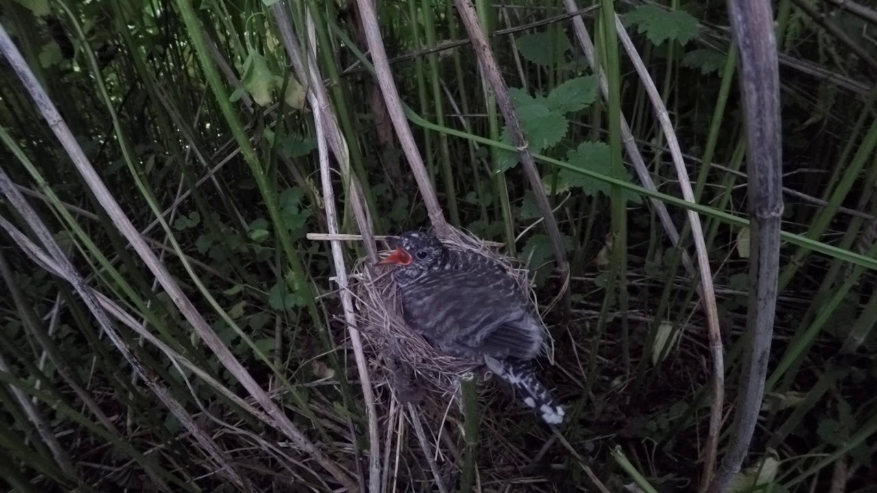 Кукушонок в гнезде 170621 3 болотной камышовки 26 июня GP4S+22,7k 7