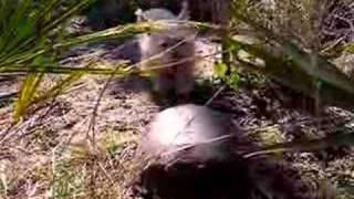 Dogs Hunting Turtles