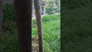 Part 1 এ কি যাদু করে দিলো 😮😨#bengali #daily vlogs#for you#shorts#village vlog