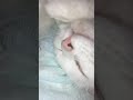 すいちゃんにかまれた！