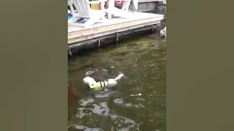 Maggie the swimming dog