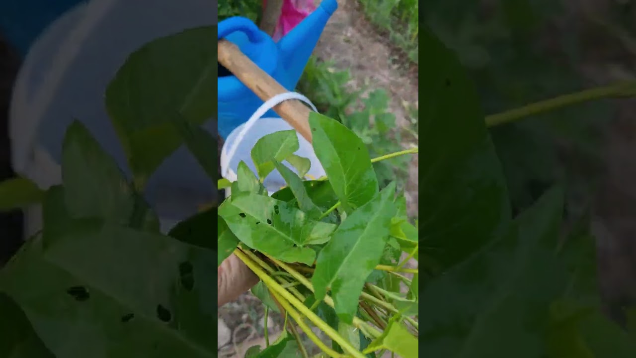 โอโหยอดสวย ‼️ผักบุ้งนาที่สวนผักงามมากคะ ต้องเก็บไปทำกับข้าว กินกับส้มตำ @variety5786 