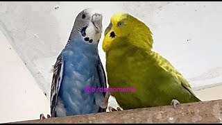 Dew the female blue budgie kicked her feet up to resist seduction by Olive the male budgie