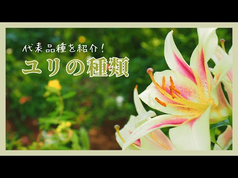 クフェアリリーを種から育てる方法と開花まで4年かかった私の体験談