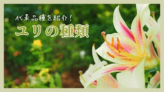 ユリの種類図鑑｜珍しい品種は？育てやすいのはどれ？