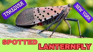 Spotted Lanternflies Invasion in NYC-AUGUST 2023