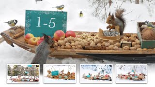 The Traveling Bird Feeder 15 | Relax With Squirrels & Birds ( 6 Hours )