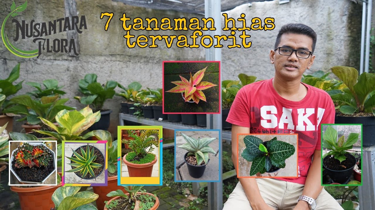 7 Jenis Tanaman Hias TERFAVORIT yang memiliki nilai Ekonomi Tinggi #