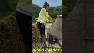 Cách tuốt lúa của người dân trung quốc