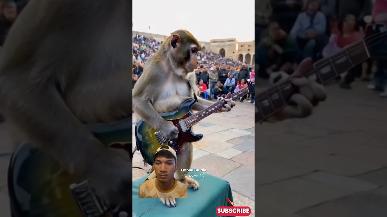 Viral Monkey Playing Guitar in Arab Square 