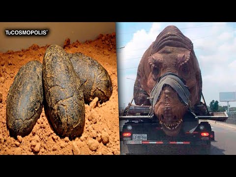 Vídeo: Los Paleontólogos Han Descubierto La Rapidez Con La Que Los Dinosaurios Nacieron De Un Huevo - Vista Alternativa