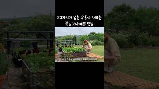 마당에 꽃만 심지 마세요! #텃밭가꾸기 #틀밭 #도시농부 #상추키우기 #전원주택일상 #gardening #kitchegarden
