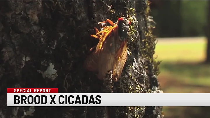 Cicada Takeover: Where you may see and hear Brood X in the Western Carolinas - DayDayNews